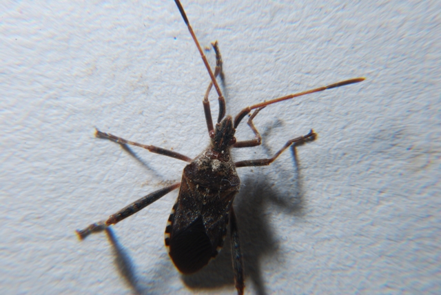 Sconosciuto (sino al 2000): Leptoglossus occidentalis